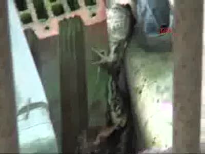 Bursa'da kurbağa yılandan böyle kurtarıldı