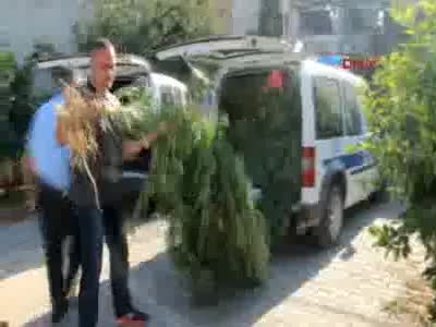 Evinin bahçesini esrar tarlasına çevirdi
