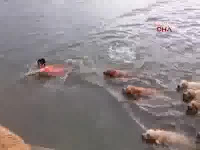 Sahiplerinin peşini suda bile bırakmadılar