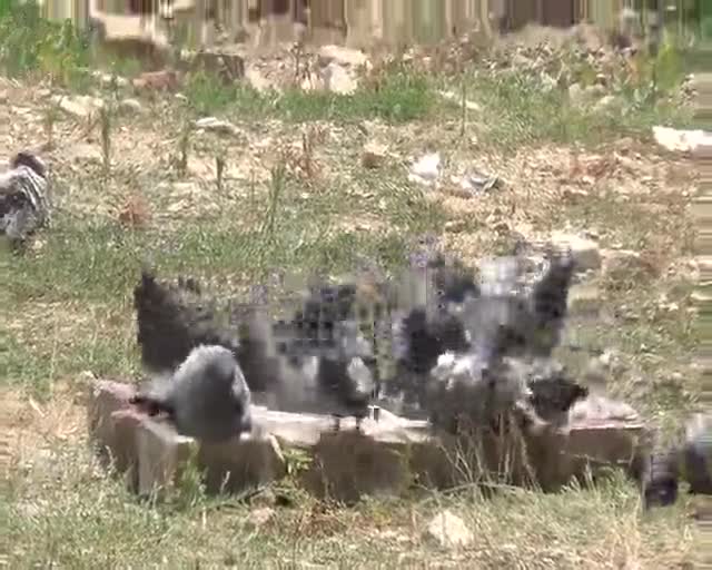 Bursa'da kuşlar suda serinledi
