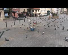 Sıcaktan bunalan güvercinler leğende serinliyor