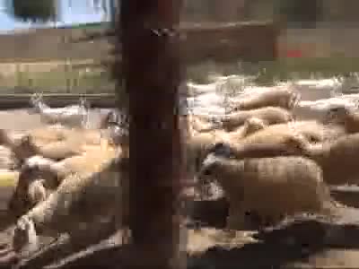 Üniversitenin kurbanlık keçileri