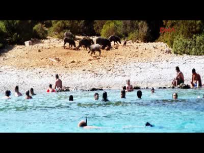 Turistler ve domuzlar bir arada