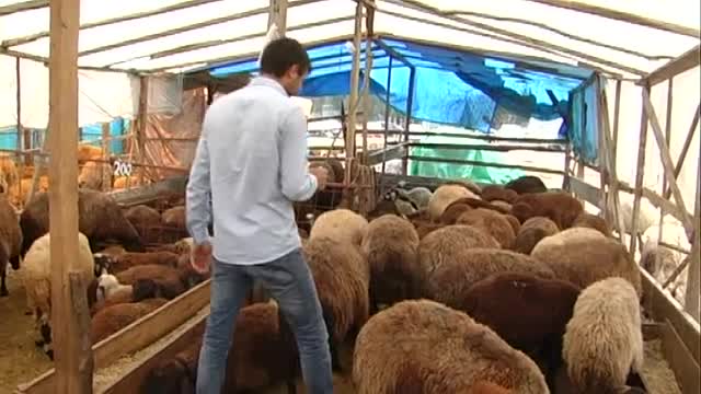 Bursa'da başlık parasını biriktirmek için kurbanlık satıyorlar