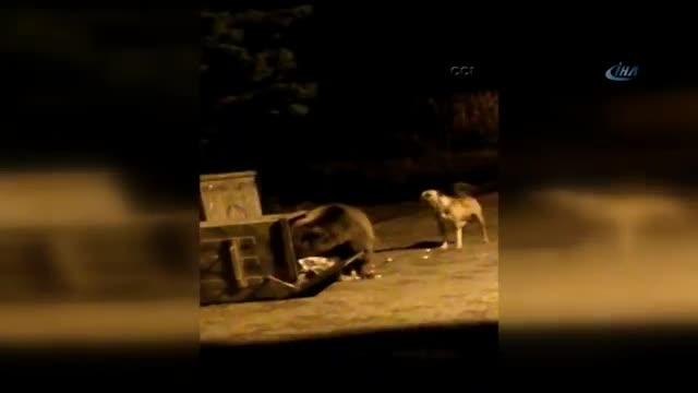 Bursa Uludağ'da ayılar yine yerleşim bölgesine indi!