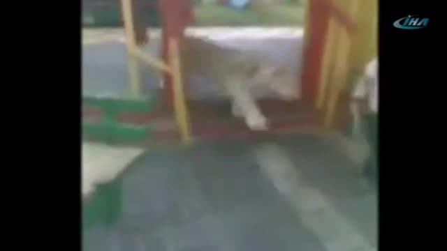 Şaka değil gerçek: Çocuk parkında aslan saldırısı!