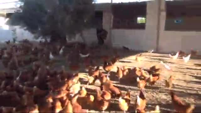 Tavukçudan Muharrem İnce'ye 'ortaklık' teklifi