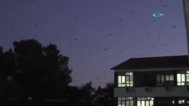 Mısır hasadı bitti, kargalar gökyüzünü kapladı