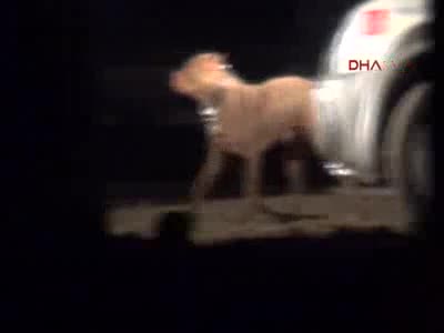 Sahibinin yanına kimseyi yaklaştırmadı