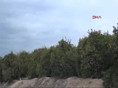 Narenciyede Rus krizi psikolojik çöküntü yarattı