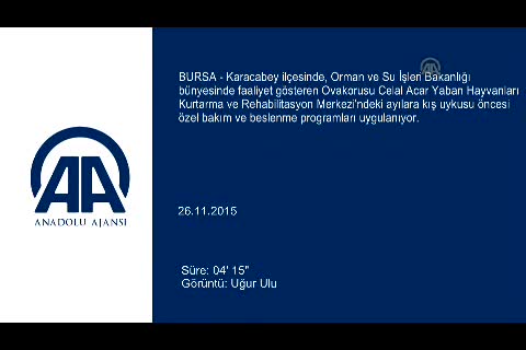 Bursa'da kış uykusunu bekliyorlar
