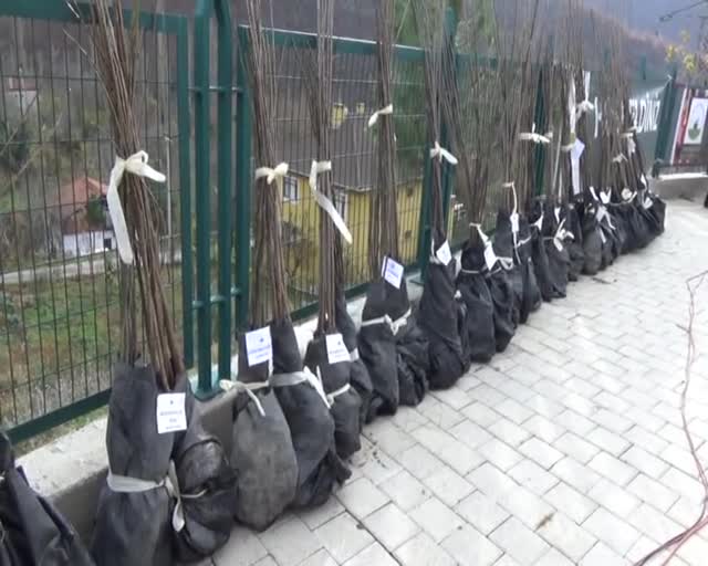 Bursa'da 15 mahalleye 15 bin fidan