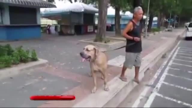 Cesur kedi, yavrusunu köpekten böyle korudu