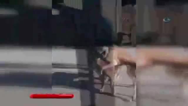 Sokak köpeğiyle köpeğini dövüştürdü!