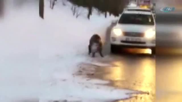 Yola inen domuza otomobil çarptı
