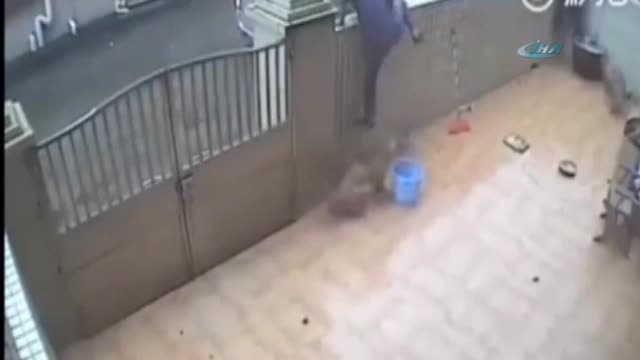 Saldırgan köpekleri böyle çaldılar
