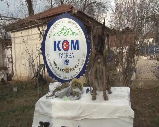 Bursa'da bonzai satıcılarına 2 günde 8 baskın!