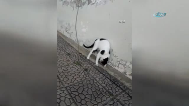 Kedi fareyle dakikalarca oynadı