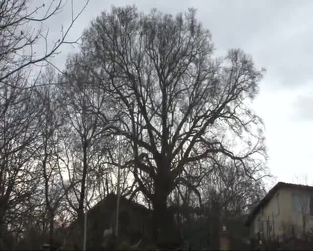 Bursa'da tarihe şahitlik eden çınarlar yeniden doğuyor