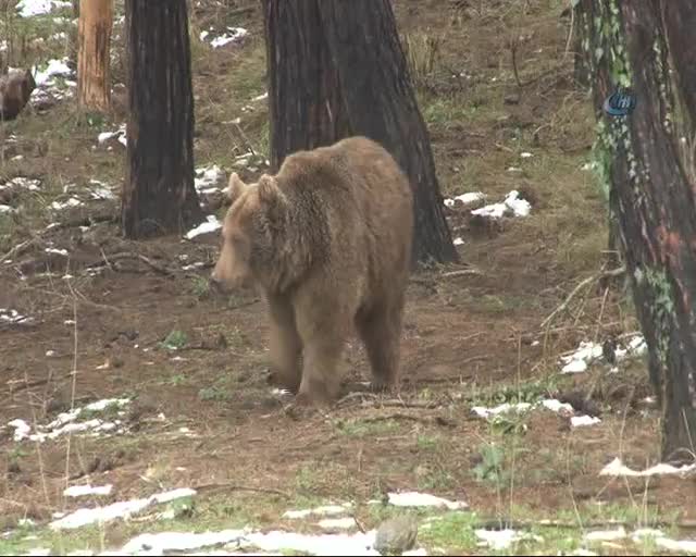 Bursa'daki Yeşilçam'ın dansçı ayıları kış uykusunu unuttu
