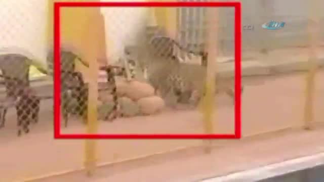 Okulda leopar dehşeti: 6 yaralı