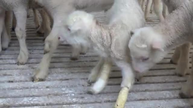 Bursa'da sakat kuzuya anne şefkati gösterdiler