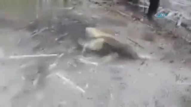 Karıncayiyen kendisine sataşan genci yere serdi