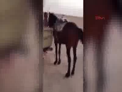 Aşırı şişman adamı at bile taşıyamadı