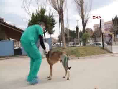 Sokak köpeğine doku nakli