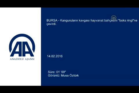 Bursa'da kangurulardan "boks maçı"