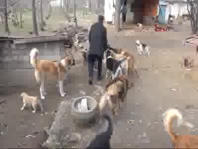 Hayatını sokak köpeklerine adadı