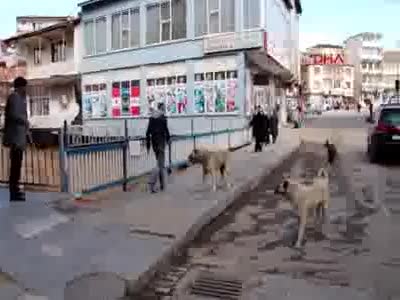 Sosyal medyadaki fotoğraf hayvanseverleri ayağa kaldırdı