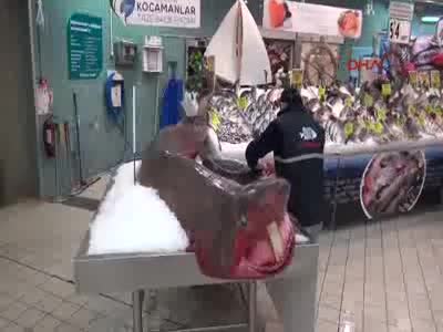 5 metre boyunda köpekbalığı yakalandı