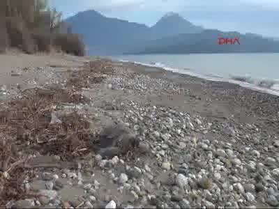 Sahilde öldürülmüş caretta bulundu