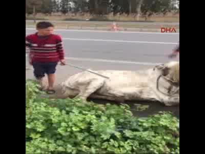 Açlık ve yorgunluktan yola yığılan ata kırbaç