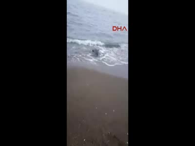 Kıyıya vuran yunusu vatandaşlar kurtardı