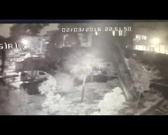 Şiddetli yağış ağaç devirdi
