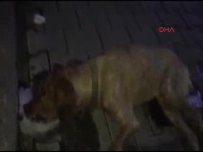 Bartın'da 16 köpeğin zehirlenerek telef edildiği iddiası