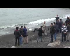 Zonguldak'ta 3 adet yunus balığı, sahile vurdu