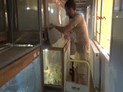 Hamam böcekleri gelir kapıları oldu