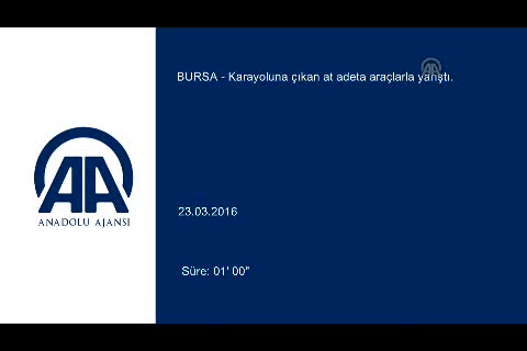 Bursa'da karayoluna çıkan at adeta araçlarla yarıştı