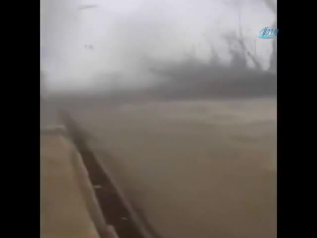 Dev ağaç bisikletli adamın üzerine devrildi