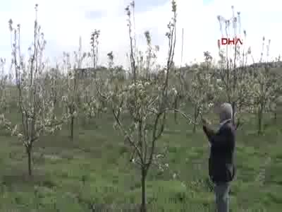 Kırağı, İnegöllü meyvecileri vurdu