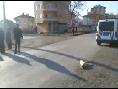 Vurulup çöpe atılan köpekle ilgili inceleme başlatıldı