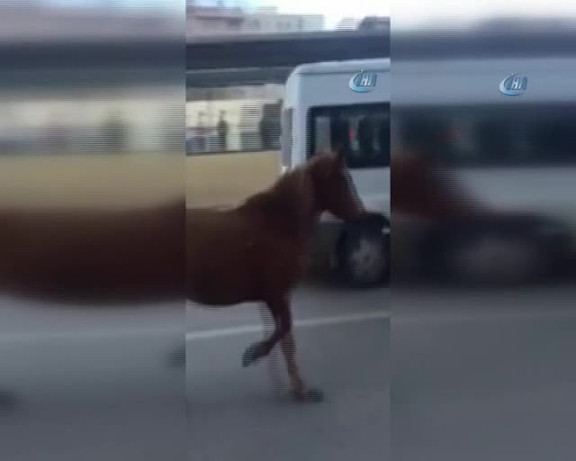Bursa'da yola çıkan at vatandaşları şaşırttı!