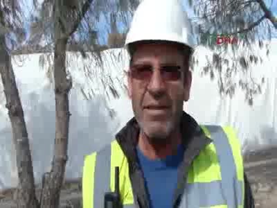 İnşaat firması, kuruyan ağaçları yeşile boyadı