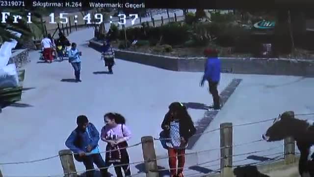 Kaplan saldırısı sonrası yaşananlar böyle görüntülendi