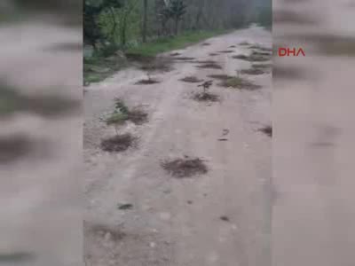 Rize'de ilginç protesto eylemi: Çukurlarla dolu yola fidan diktiler