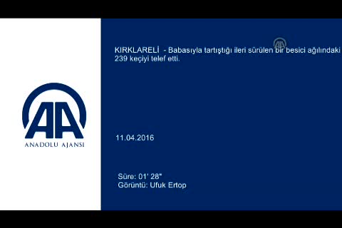 Babası ile tartıştı 239 keçiyi telef etti