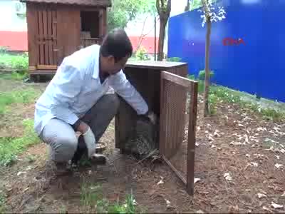 Herkesin yılan sandığı oluklu kertenkele!